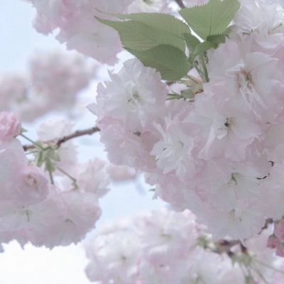 兽设背景故事创作兽圈社群